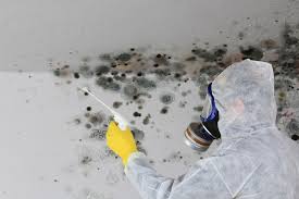 Why You Should Choose Our Mold Remediation Services in Middletown, IN